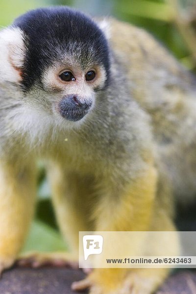 Black capped squirrel monkey (Saimiri boliviensis) alert on log  controlled conditions  United Kingdom  Europe