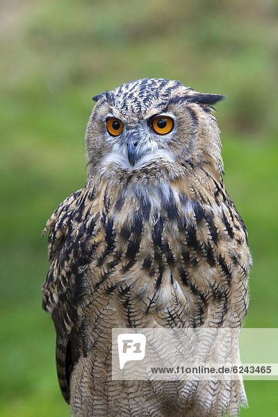 Eurasian eagle owl (Bubo bubo) portrait  Surrey  England  United Kingdom  Europe