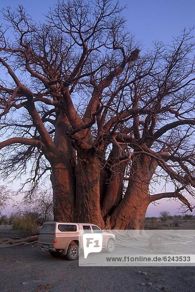 Baum  unterhalb  camping  Maß  früh  Messgerät  Entdeckung  Afrika  Botswana
