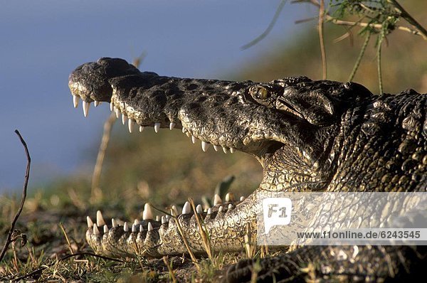ruhen  Ecke  Ecken  offen  Afrika  Botswana  Krokodil  Okavangodelta