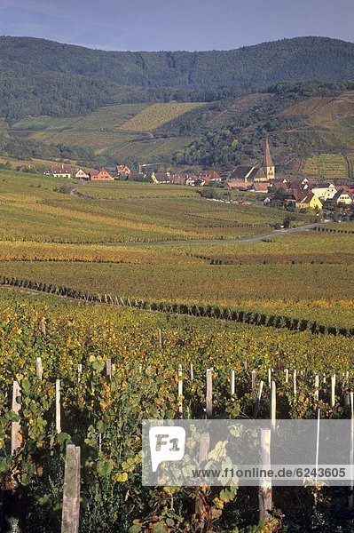 Frankreich  Europa  Wein  Fernverkehrsstraße  bizarr  Dorf  verdreht  Elsass  Glocke