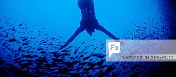 Free diving in a cave off Espanola Island  Galapagos  Ecuador  South America