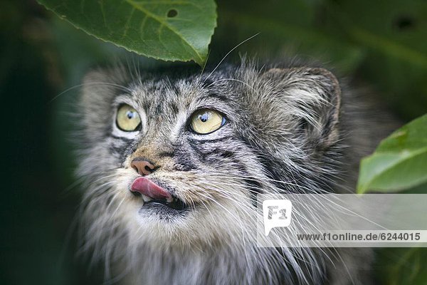 Pallas cat (Otocolobus manul) close-up  controlled conditions  Kent  England  United Kingdom  Europe