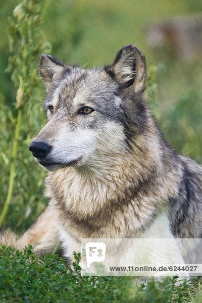 Grey wolf near Layfayette  Indiana  United States of America  North America
