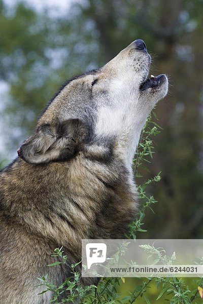 Grey wolf  Indiana  United States of America  North America