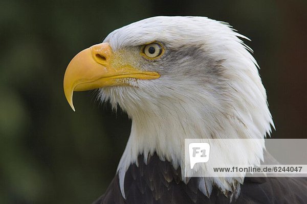 Bald eagle in captivity  Hampshire  England  United Kingdom  Europe