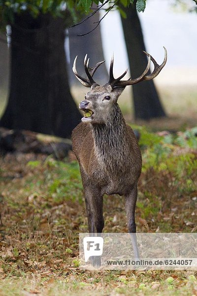 Red deer (Cervus elaphus) stag portrait  Richmond Park  Surrey  England  United Kingdom  Europe