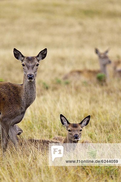 Red deer (Cervus elaphus) hinds  Richmond Park  Surrey  England  United Kingdom  Europe