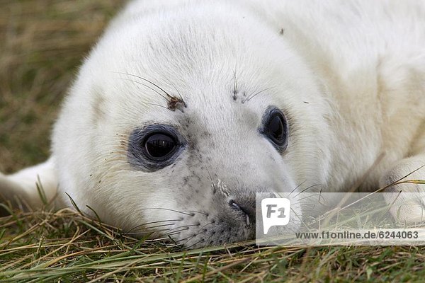 Grey seal (Halichoerus grypus) pup  Donna Nook  Lincolnshire  England  United Kingdom  Europe