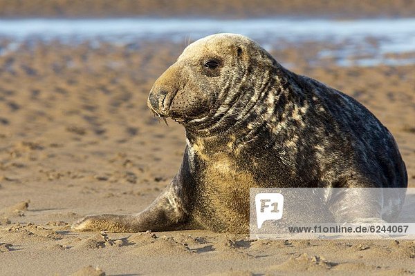 Grey seal (Halichoerus grypus) bull  Donna Nook  Lincolnshire  England  United Kingdom  Europe