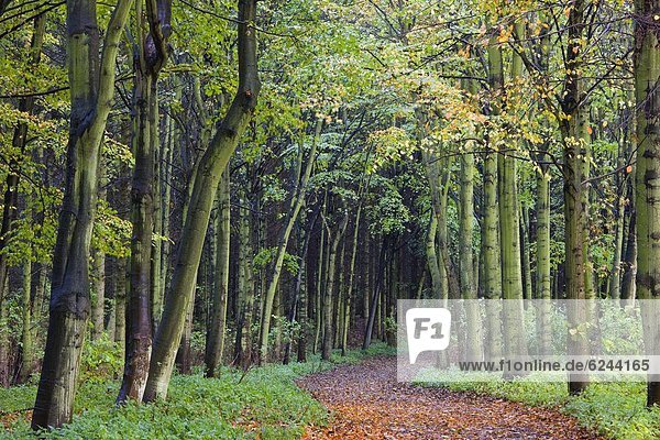 Laubwald  Europa  bedecken  Großbritannien  Pflanzenblatt  Pflanzenblätter  Blatt  Weg  Herbst  Buche  Buchen  England  Northumberland