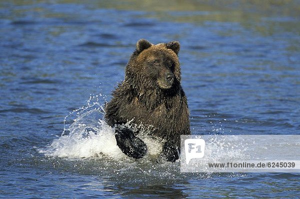 Vereinigte Staaten von Amerika  USA  Braunbär  Ursus arctos  Alaska