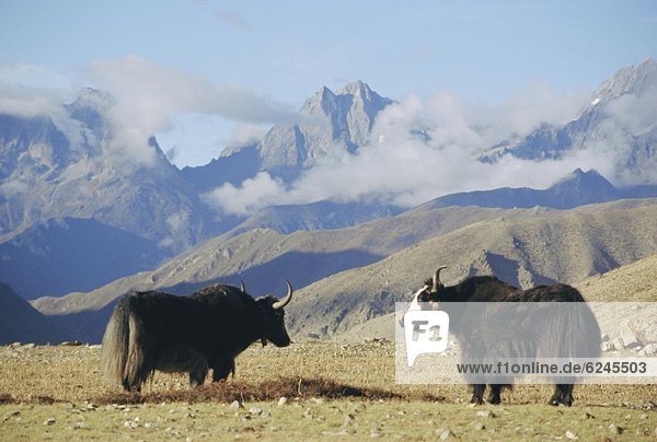 Yaks near Nyalam  Tibet  China  Asia