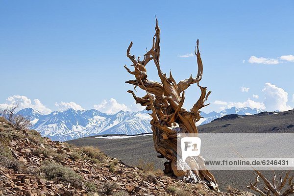 A twisted very old Bristlecone Pine (Pinus longaeva)  on sage brush covered slopes of dolomite limestone  in the Ancient Bristlecone Pine Forest Park  Inyo National Forest  Bishop  California  United States of America  North America
