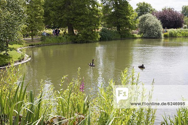 Black swans in einem Teich in Queen Marys Gardens  Regents Park  London  England  Vereinigtes Königreich  Europa