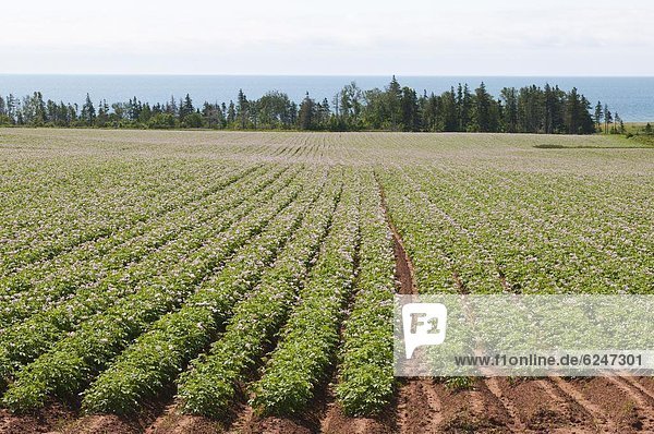 Potato fields  Prince Edward Island  Ca0da  North America