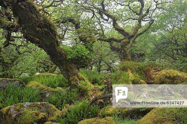 The magnificent and mysterious Wistmans Wood Nature Reserve in Dartmoor National Park  Devon  England  United Kingdom  Europe