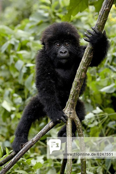 Berg  Säuglingsalter  Säugling  Kletterpflanze  Afrika  klettern  Gorilla  Ruanda