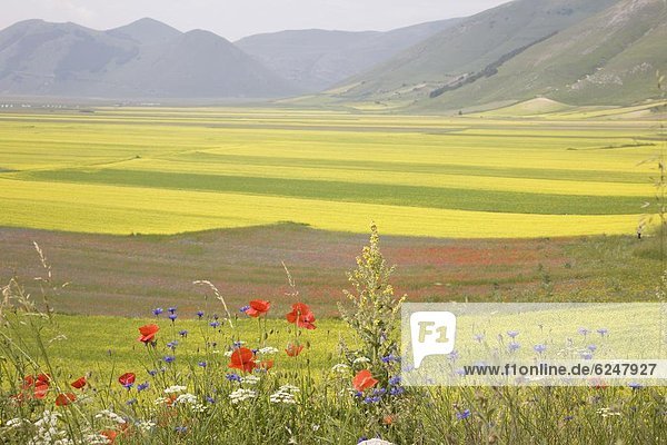 Linsensuppe Felder Highland von Castelluccio di Norcia Norcia Umbrien Italien Europa