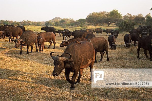 Südliches Afrika  Südafrika  Büffel  Afrika