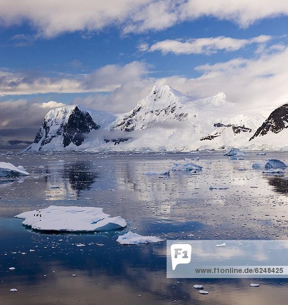 Kaiserpinguin  Aptenodytes forsteri  Eisberg  gerade  dahintreibend  Antarktis