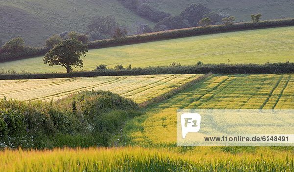 nahe Europa Sommer Großbritannien Feld England