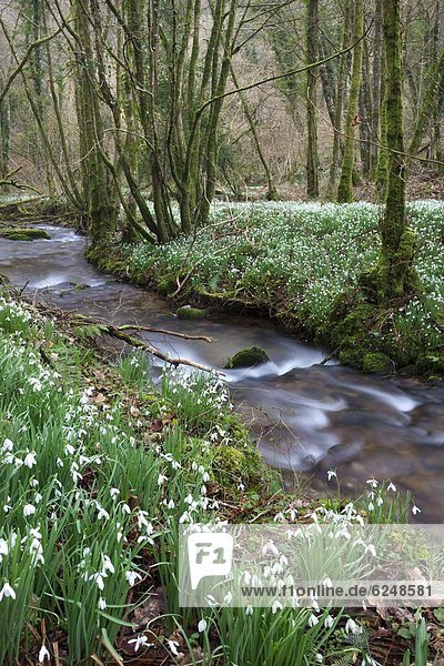 nebeneinander neben Seite an Seite Europa Blume Großbritannien Fluss Holz Schneeflocke Schneeglöckchen England Somerset