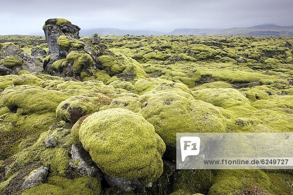 bedecken  grün  Lava  Feld  Island  Moos