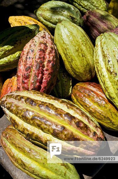 Kakao  heiße Schokolade  Trinkschokolade   Baum  Frucht  Schokolade  Afrika  Madagaskar
