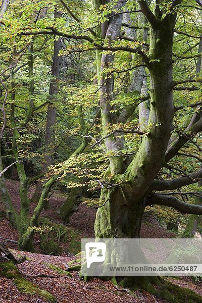 nahe  Laubwald  Europa  Baum  Großbritannien  Laubbaum  See  Buche  Buchen  antik  Schottland  Stirling