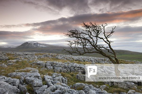 Europa  blasen  bläst  blasend  Baum  Großbritannien  Wind  Bürgersteig  bedecken  England  Weißdorn  Kalkstein  North Yorkshire  Schnee