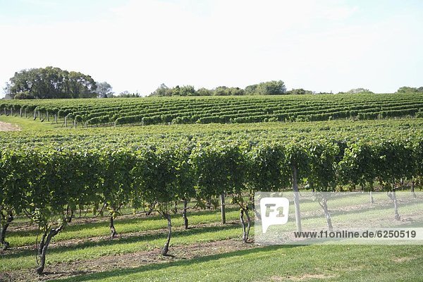 Vineyard of Winery  The Hamptons  Long Island  New York  United States of America  North America