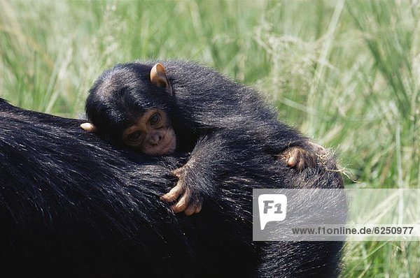 Ostafrika  Schimpanse  Pan troglodytes  Gefangenschaft  Säuglingsalter  Säugling  Afrika  Uganda
