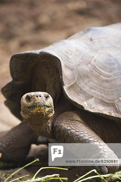 Insel  UNESCO-Welterbe  Colorado  Ecuador  Galapagosinseln  Südamerika  Landschildkröte  Schildkröte