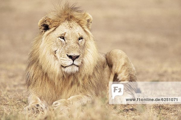 Ostafrika  Löwe  Panthera leo  ruhen  Gras  Afrika  Kenia