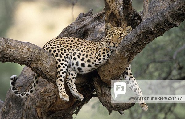 Windhuk  Windhoek  Hauptstadt  Leopard  Panthera pardus  Namibia