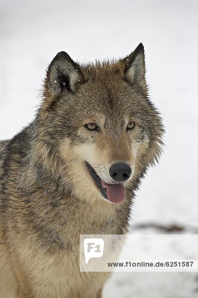 Grauwolf Canis lupus pambasileus Amerika Nordamerika Gefangenschaft Verbindung Schnee