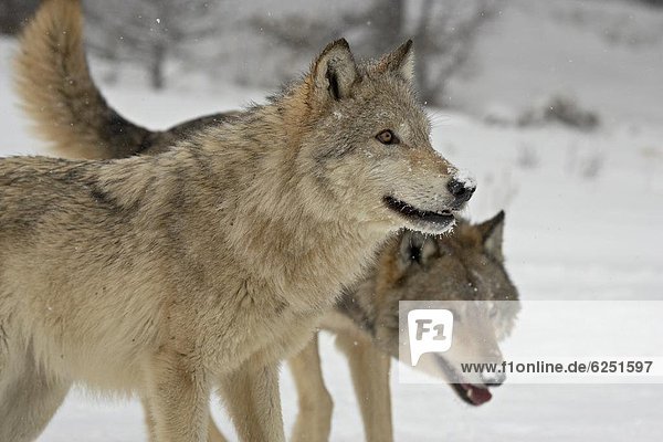 grau Amerika Nordamerika 2 Gefangenschaft Verbindung Wolf Canis lupus Schnee