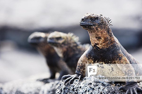 UNESCO-Welterbe  Ecuador  Galapagosinseln  Südamerika