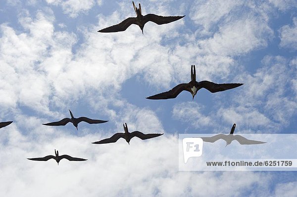 fliegen  fliegt  fliegend  Flug  Flüge  klein  Anordnung  Vogel  groß  großes  großer  große  großen  UNESCO-Welterbe  Fregattvogel  Fregatidae  Ecuador  Galapagosinseln  Südamerika
