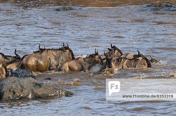 Gnus über Mara River während der jährlichen Migration  Masai Mara  Kenia  Ostafrika  Afrika