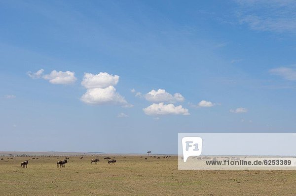 Ostafrika  Masai Mara National Reserve  Afrika  Kenia