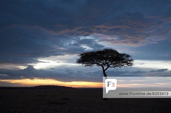 Masai Mara  Kenia  Ostafrika  Afrika
