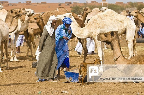 Men trading camels at the camel market of Nouakchott  Mauritania  Africa