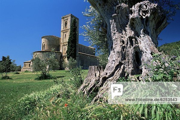Europa  Baum  Baumstamm  Stamm  Olive  Abtei  antik  Italien  Toskana