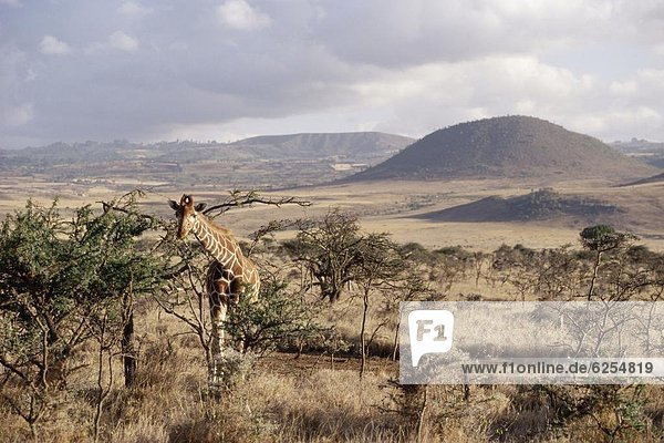 Ostafrika  Giraffe  Giraffa camelopardalis  Afrika  Kenia