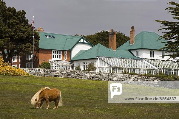 Horse and Goverment House in Port Stanley  Falkland Islands (Islas Malvi0s)  South America