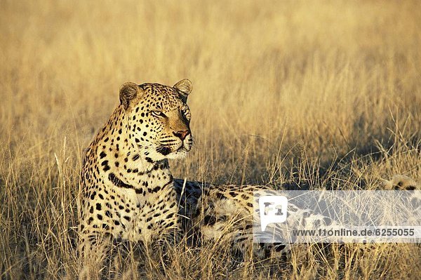 Leopard Panthera pardus Namibia Gefangenschaft Afrika
