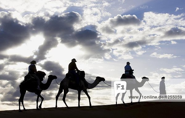 Silhouette of Berber man leading three camels along the ridge of a sand dune in the Erg Chebbi sand sea near Merzouga  Morocco  North Africa  Africa