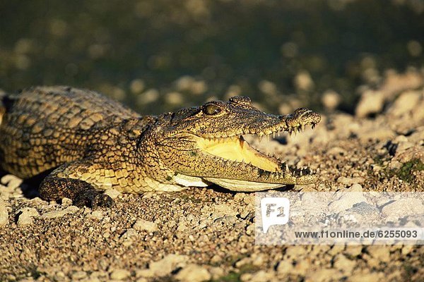 Nilkrokodil  Crocodylus Niloticus  Krüger Nationalpark  Südafrika  Afrika